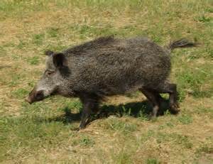 Wild Boar